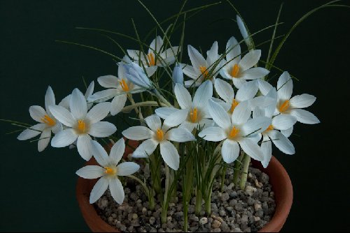 Crocus baytopiorum
